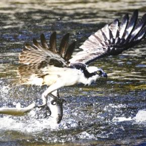 "Big Haul" - Osprey with alewives - Damariscotta Mills. Michael Giglia Photography