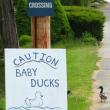 A few ducks venture into the road at the sign fashioned near the pond at Road's End