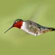 Ruby-throated hummingbird. Courtesy of Kirk Rogers