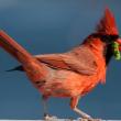 Photographing birds is a challenge Robin R. Robinson will help her audience conquer during an illustrated presentation at Coastal Maine Botanical Gardens on Wednesday, Aug. 22. Courtesy of Robin R. Robinson