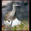 A whimbrel. One of these birds was recently tracked on its southern migration and made it through Hurricane Isaac. Courtesy of Kirk Rogers