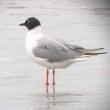 A Bonaparte's gull sports his breeding plumage in Kennebunkport in 2005. Courtesy of Jeffrey and Allison Wells