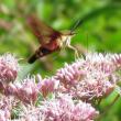 A hummingbird moth (probably Hemaris thysbe) visits some flowers at Green Point Wildlife Management Area in Dresden. Courtesy of Jeffrey Wells