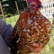 — FREE mille fleur d'uccle bantam rooster (Auburn/pownal/n.monmouth)