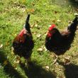 — 2 Speckled Sussex Roosters (Woolwich)