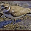 A semipalmated plover navigates slick rocks. Courtesy of Kirk M. Rogers