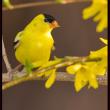 An American Goldfinch. Courtesy of Kirk Rogers.