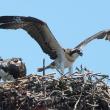 An osprey guards her young. GARY DOW/Boothbay Register