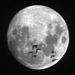 Mallards flying in front of the moon. Courtesy of Kirk M. Rogers.