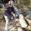 Fowle bucks up a birch tree on Southport with a chainsaw he said he salvaged from the scrap pile at the Boothbay Transfer Station. RYAN LEIGHTON/Boothbay Register