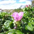 A Rosa rugosa, which came to Damariscove from Asia, is on full display. BEN BULKELEY/Boothbay Register