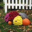 Mums will flower until the first hard frost hits. GARY DOW/Wiscasset Newspaper