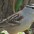 A white-crowned sparrow. Courtesy of Jeffrey Wells