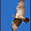 A red-tailed hawk in flight. Courtesy of Kirk Rogers