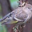 Pine siskin. Courtesy of Jeffrey Wells