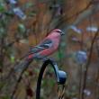 A Pine Grosbeak. Courtesy of Terry Sprague