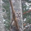 A barred owl in East Boothbay. Courtesy of Allison Barter