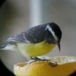 A Bananaquit. Courtesy of Kirk Rogers.