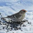 A Common Redpoll. Courtesy of Jeff Wells