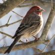 A House finch Photo taken in Gardiner in 2009. Courtesy Jeff Wells.