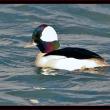 Male Buffehead. Look for Buffleheads in any sheltered water around Wiscasset, Edgecomb and Boothbay areas. Courtesy of Kirk Rogers