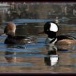 Male and female hooded merganser. Courtesy of Kirk Rogers