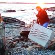 Waldman, left, tries to coax the seal into a crate with a blanket with the help of a volunteer. Courtesy of Sue Goodrich