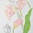 Later this spring, a lucky winner will take home the valuable Linda Heppes Funk watercolor "Tulipa," the prize in a Coastal Maine Botanical Gardens raffle. Courtesy of Coastal Maine Botanical Gardens