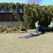 Workers from Hampden-based landscaping company Maine Earth remove a double row of arbor vitae shrubs between Steamboat Landing and Belfast Common, April 15. (Photo by Ethan Andrews)