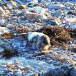 A young grey seal near Three Trees on Ocean Point. A group of volunteers including John and Pat Waldman saved the seal from the rocks. Grey seals aren't typical visitors to the area; they prefer the colder waters closer to Canada. Courtesy of Sue Goodrich