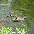 Mommy and baby ducks paddling around on Roads End Pond. Courtesy of Michael Tomko