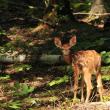 Deadline for entering SVCA’s fifth annual People’s Choice Photo Contest is September 3, 2013. Pictured is a 2012 entry “What Big Ears you have My Deer,” by Katherine Davis.