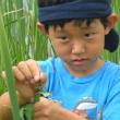 Learning to carefully capture and release insects is just one of the skills participants will learn at the upcoming DRA “Insect Safari” class for preschool-age children. Courtesy of the DRA