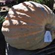 The biggest pumpkin this year was grown by Jefferson’s Edwin Pierpont and clocked in at 1,196 pounds. Pierpont’s was just one of several extra-large pumpkins getting prepped to be displayed throughout Damariscotta. BEN BULKELEY/Wiscasset Newspaper