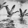 Frank W. Benson (American, 1862-1951), “Geese in Flight,” lithograph, 11 3/8 by 16-inch.