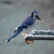 Blue jay