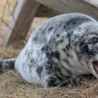 seal pup maine noaa