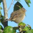 Lincoln’s Sparrow, John James Audubon, Maine