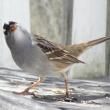 white-crowned sparrow