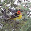 birds, birding, birders, western tanager, townsend’s solitaire, dark-eyed junco, scarlet tanager, Viles Arboretum, Reid State Park, varied thrush, Jeff and Allison Wells, Jeff Wells, Allison Childs Wells, Boothbay Harbor, Boothbay Register, Maine, British Columbia, California 