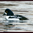 Barrow’s goldeneys, waterfowl, maine, Kirk Rogers, Jeff and Allison Wells, Boothbay Register