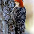 Red-bellied Woodpecker on tree.