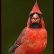 northern cardinal