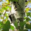 Downy Woodpecker, Jeff  Wells