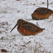 American woodcock, snow storm