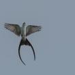 fork-tailed flycatcher