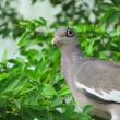 Bare-eyed pigeon, Jeff Wells, Aruba, Bonaire, Curaçao