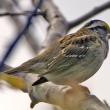 White-throated sparrow, Maine, Boothbay Register