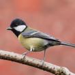 Great tit, great britain, chickadee