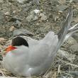 Common Tern, Maine, Boothbay Register, Jeff Wells